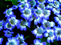 Explore flower screen backgrounds on wallpapersafari | find more items about flower wallpaper for computer, flower pictures for computer wallpaper, flower screensavers wallpaper. Free Download Random Lovely Flowers Wallpaper Desktop Background Full Screen 1600x1200 For Your Desktop Mobile Tablet Explore 77 Flower Screen Backgrounds Flower Wallpaper For Computer Flower Pictures For Computer