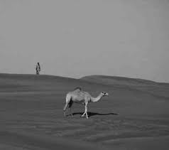 Video shared to twitter by megan vogel shows a camel standing in the snow along route 309 in the philadelphia area. 2