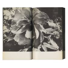 Image result for Light Driftwood 1993 Shadow