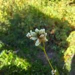 Image result for Persicaria strigosa