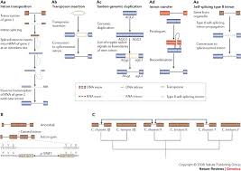 Models and examples of intron gain.A | Five models of intron gain.... |  Download Scientific Diagram