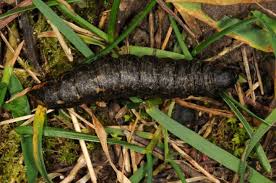 Image result for Cucullia umbratica