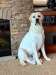English lab puppies for sale ontario. Yellow Black Chocolate Labrador Puppies For Sale In Ontario Asklar Labradors