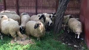 Maybe you would like to learn more about one of these? Berbec Si Oi Breze De Hateg De Vanzare Fam Luca 0722149387 Sept 2017 Youtube