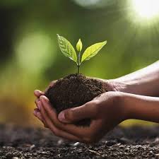 Our great tree removal & trimming in Kansas City, MO!