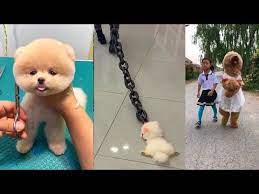 tik tok cho phốc soc mini funny and cute pomeranian 20 youtube cute pomeranian pomeranian funny