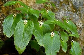 Image result for Crepidorhopalon