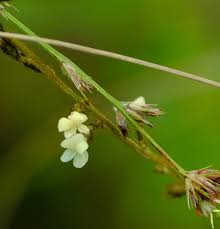 Image result for Ophrestia radicosa