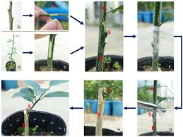 Limitation than na+ on citrus growth and yield (bañuls et al., 1997). Genome Of A Citrus Rootstock And Global Dna Demethylation Caused By Heterografting Horticulture Research