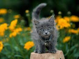 Cats Google Images Cute Cats Pretty Cats Kitten Pictures