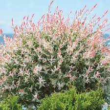 Allow about 2m / 6ft for the shrub to grow. Salix Integra Hakuro Nishiki Flamingo Dwarf Willow Tree