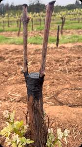 Image result for graft grape vines