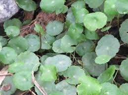 Image result for Hydrocotyle bonariensis