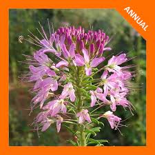 Image result for Cleome stricta