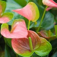Anthuriums Google Search Anthurium Flower Anthurium Plant Flamingo Flower