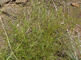 Image result for Oldenlandia hockii