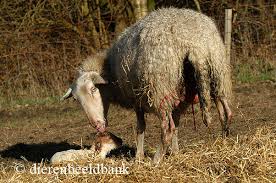 Mooie tekeningen om na te tekenen makkelijk. Aflammeren Van Schapen Levende Have