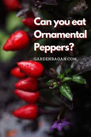 The ornamental pepper is definitely a case of an edible that makes the crossover to the ornate. Can You Eat Ornamental Peppers Myth Buster Garden Bagan