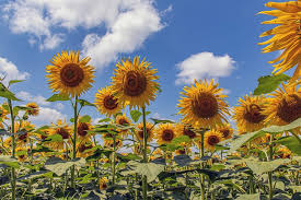 The common names sunflower and common sunflower typically refer to the popular annual on the other hand, the whorled sunflower, helianthus verticillatus, was listed as an endangered species. Sunflower Seed Harvest To Reach Record Levels Biofuels International Magazine