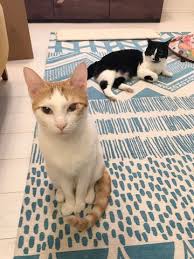 卵山玉子 現在の距離感 猫 ねこ キャット