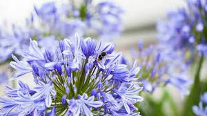Image result for Agapanthus campanulatus