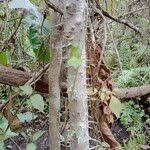 Image result for Macaranga schweinfurthii