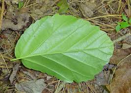 Image result for Hamamelidaceae