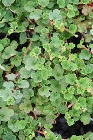 Image result for Adenodolichos rupestris