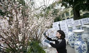 Kết quả hình ảnh cho xem ảnh hoa anh túc