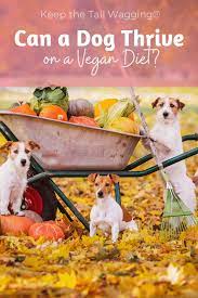 You can survive on a 100% animal diet, but you cannot survive 100% on a vegan diet. Can A Dog Thrive On A Vegan Diet Keep The Tail Wagging