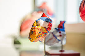 The Relationship Between Anatomy And Physiology Elearn College