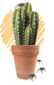 When the eggs hatch, the little spiders will crawl onto the mother's back, and she will carry them along with her for days or weeks. Spiders Fiction Vs Fact Pct Pest Control Technology