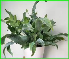 Tanaman hias merupakan tanaman yang ditujukan untuk memperindah taman, halaman rumah, bahkan untuk ditanam indoor. 42 Nama Tanaman Hias Daun Nama Latin Dan Gambarnya Hewata Com