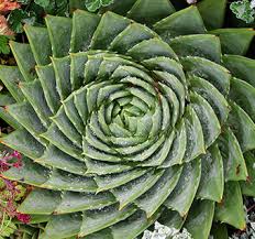Image result for Aloe pienaarii