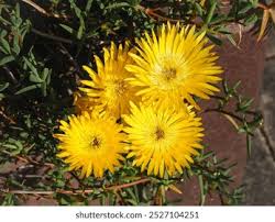 Image result for Lampranthus spp.