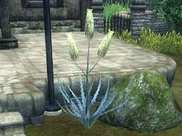 アロエベラの葉 Tes4 Oblivion 錬金術まとめwiki