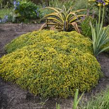 Grassy foliage and a range of flower colors including yellow, gold, pink, red and orange guarantee a fan club for this feisty perennial. 20 Durable Plants For Hot Weather Proven Winners