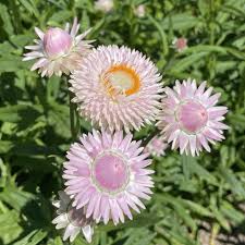 Image result for Helichrysum globosum