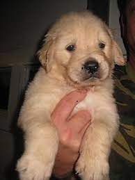 The search tool above returns a list of breeders located nearest to the zip or postal code you enter. Cute Akc Golden Retriever Puppies 7 Weeks Old For Sale In Houston Texas Classified Americanlisted Com