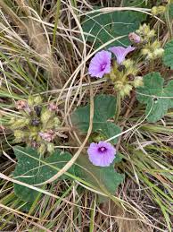 Image result for Ipomoea wightii