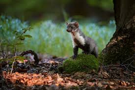 Liste par noms pour les oiseaux, mammifères, insectes et autres animaux dont le nom de l'espèce commence par la lettre e. Dvdfr La Vie Secrete Des Animaux Du Village Le Test Complet Du Blu Ray