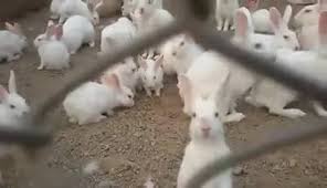 Pembuatan pakan buatan sebaiknya didasarkan pada pertimbangan kebutuhan nutrisi hewan ternak yang bersangkutan, sumber dan kualitas bahan baku, dan nilai ekonomis. Rabbit Explore Inilah Pakan Atau Makanan Kelinci Agar Cepat Besar Dan Baik Untuk Pencernaan Facebook