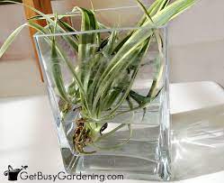Spider plant propagation via cutting in water. How To Propagate Spider Plant Complete Step By Step Guide