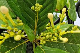 Image result for Guettarda