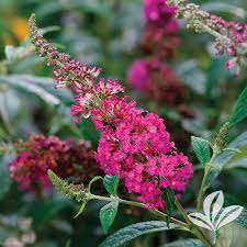 Image result for buddleia davidii