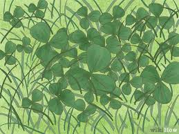 Some weeds are more common than others, with some preferring wet and shady conditions and others preferring dry and light areas. 4 Ways To Identify Weeds Wikihow