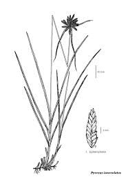 Image result for Pycreus niger