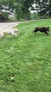 It's what makes us and our humans recognizable! The Truth About Dog Zoomies The Dog People By Rover Com