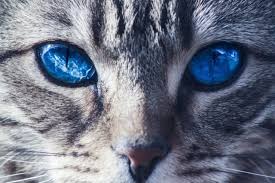 Umur 4 bulan harga rp 450.000. Kucing Hutan 7 Jenis Cara Menjinakan Kucing Hutan Ada Gambar