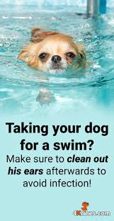 Trapped Moisture Can Contain Bacteria And Cause Ear Infections So Aim To Give Your Pup A Quick Clean After Every Swim Also Pet Travel Dogs Dog Car Seat Cover